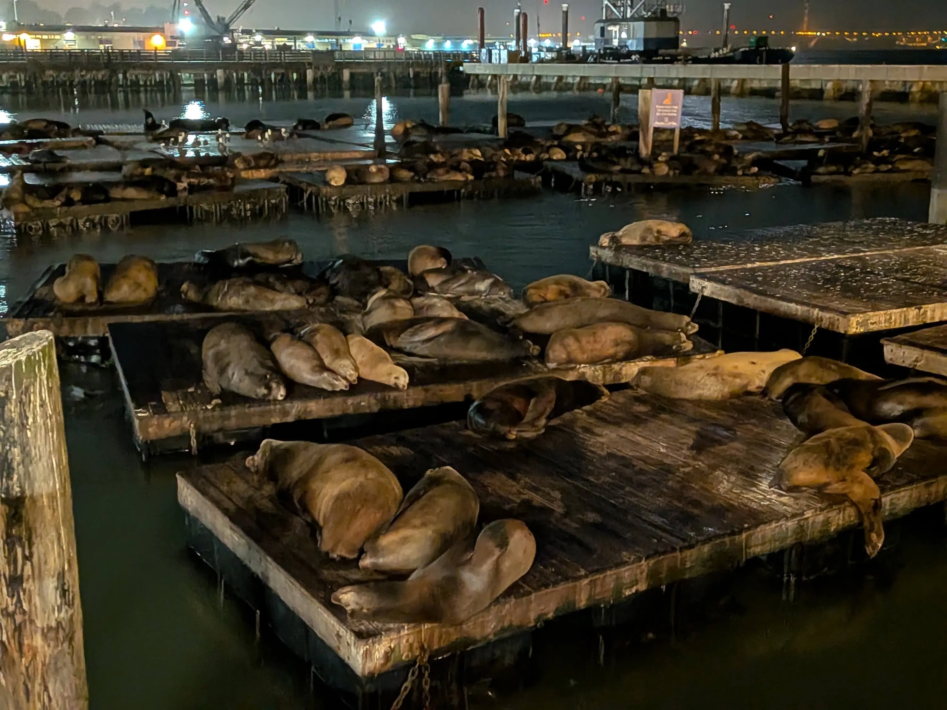 Pier 39 Sea Lions