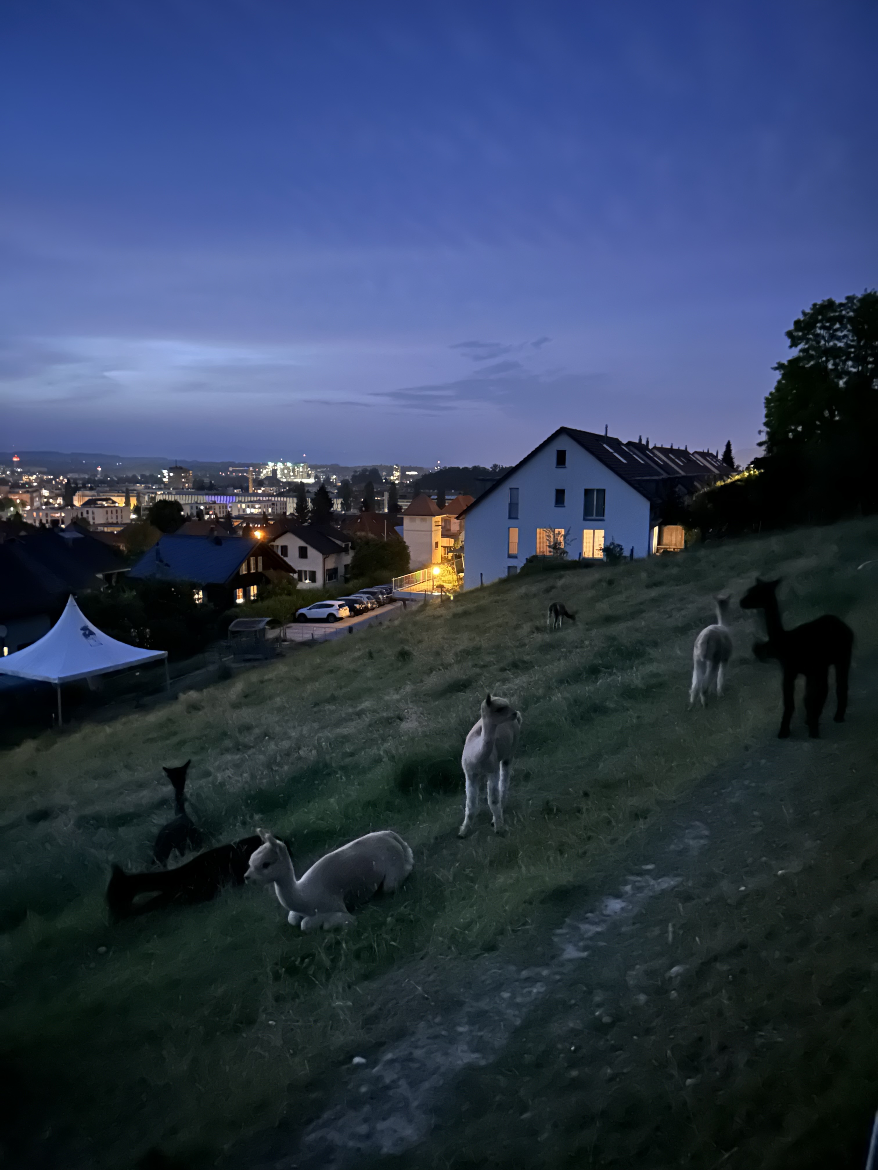 Alpacaaaaaaaaas!❤️